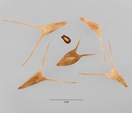   Fruits, seed:   Ceratocarpus arenarius , utricles enclosed in bracteoles, singlenbsp;seed; Photo by M. Maher, USDA APHIS PPQ ITP, imageID.idtools.org

